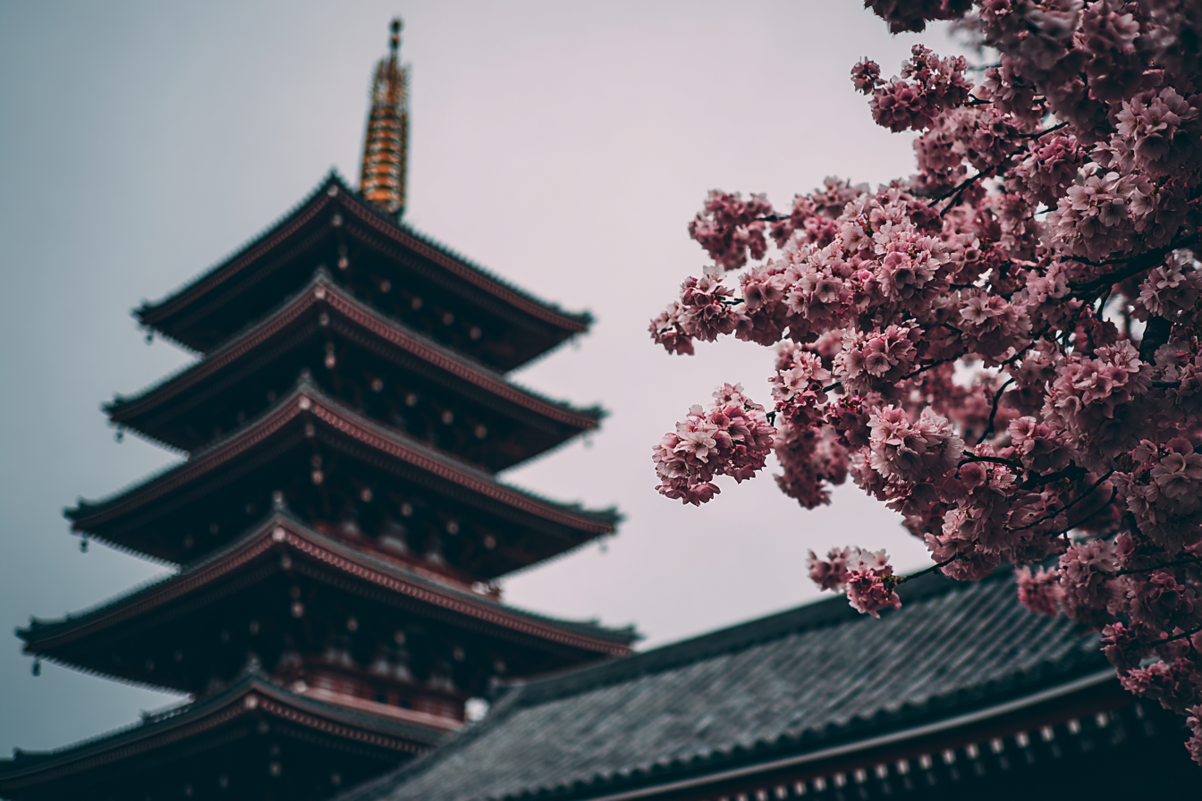 Traditionelle Pagode Im Kirschblütenfrühling | Asien | Laender und Reisen