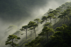 Wald Mit Nebel Und Licht | Asien | Laender und Reisen