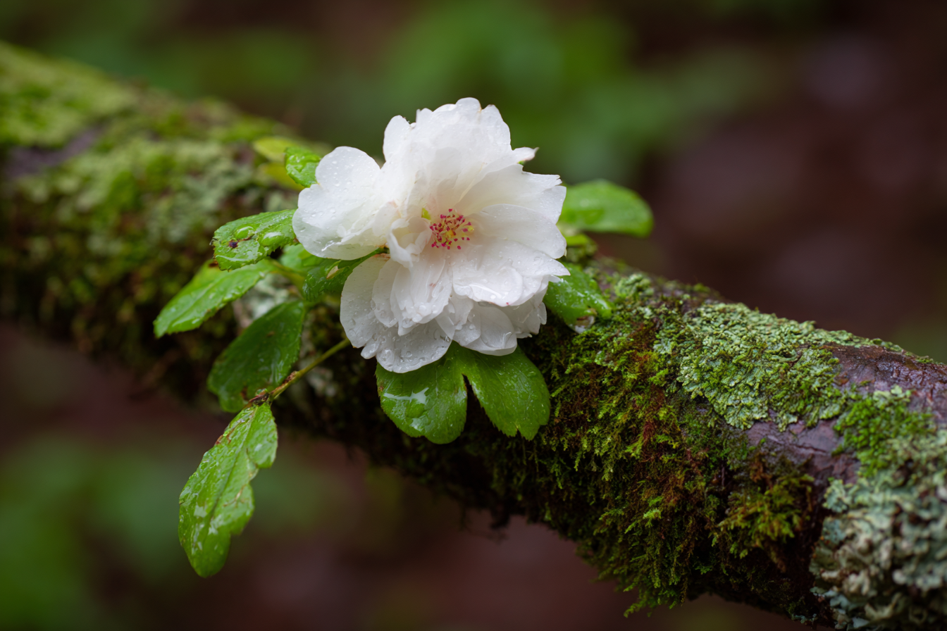 Weisse Blume Auf Moosbedecktem Zweig | Asien | Laender und Reisen