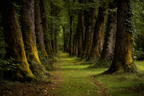 Waldweg Mit Hohen Bäumen Und Moosbedeckten Baumbasen | Europa | Laender und Reisen