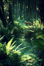 Verzauberter Wald Mit Fuchs Und Spiegelndem Wasser | Staedtekunst | Laender und Reisen
