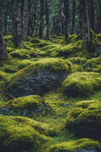 Wald Mit Moosbedeckten Felsen Und Boden | Staedtekunst | Laender und Reisen