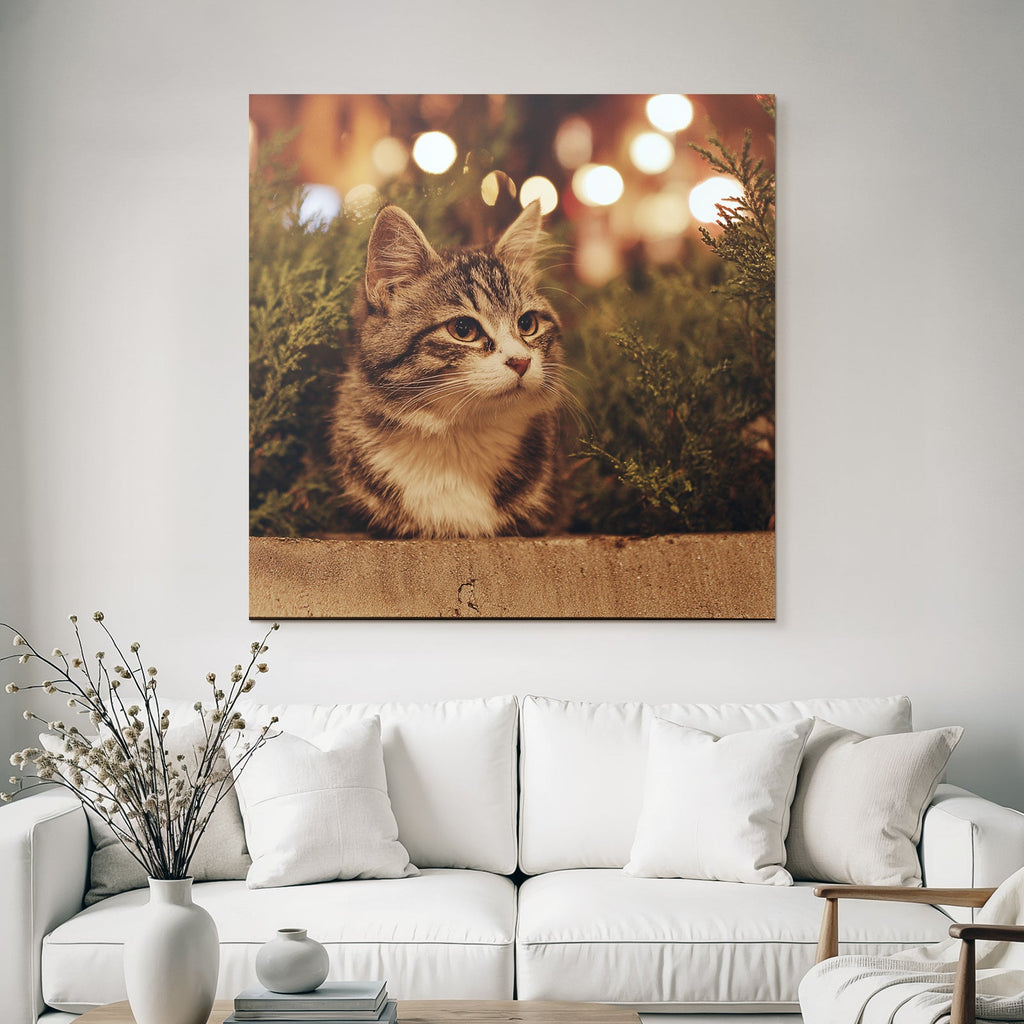 Katze Im Grün Bei Nacht Mit Warmen Lichtern
