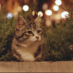 Katze Im Grün Bei Nacht Mit Warmen Lichtern | Staedtekunst | Laender und Reisen