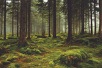 Morgennebel Im Moosbedeckten Wald | Staedtekunst | Laender und Reisen