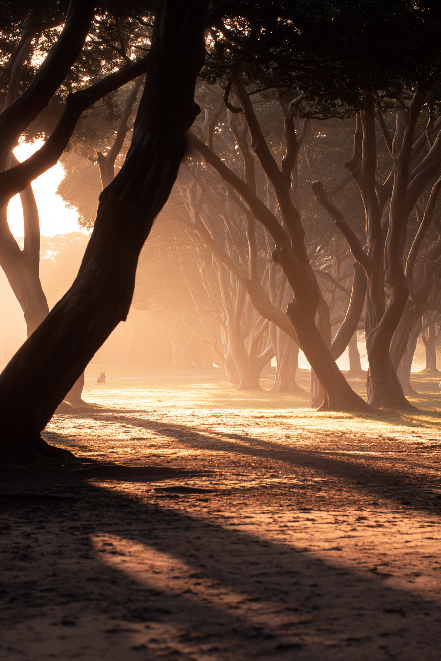 Friedlicher Waldweg Im Goldenen Morgenlicht Mit Nebel | UNESCO Weltkulturerbe | Laender und Reisen