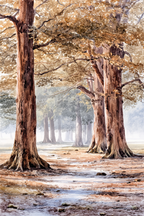 Herbstwald Im Morgennebel Am Bach | UNESCO Weltkulturerbe | Laender und Reisen