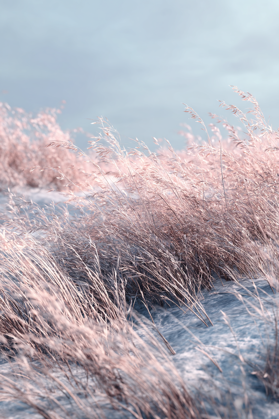 Tall Grasses In Soft Muted Landscape Tranquility And Natural Beauty | Duenen und Heide | Landschaften