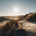 Tranquiles Naturlandschaft Sanddüne Gras Sonnenschein