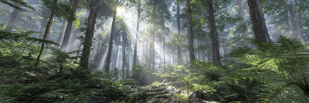 Tropen Und Dschungel Dichte Waldszene Mit Hohen Bäumen Folienstrahlen Und Nebel | Tropen und Dschungel | Landschaften
