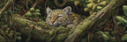 Tropen Und Dschungel Leopardkatze In Dichter Vegetation Im Regenwald | Tropen und Dschungel | Landschaften