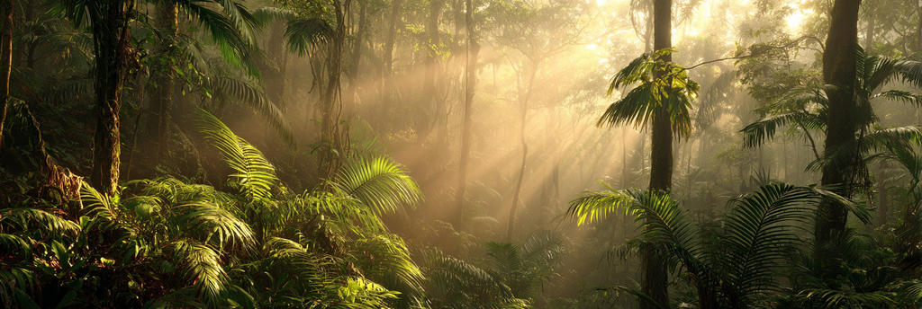 Tropen Und Dschungel Lush Misty Regenwald Mit Sonnenschein Und Dichter Vegitation | Tropen und Dschungel | Landschaften