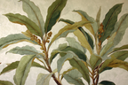 Tropen Und Dschungel Botanische Illustration Von Blättern Und Ästen | Tropen und Dschungel | Landschaften