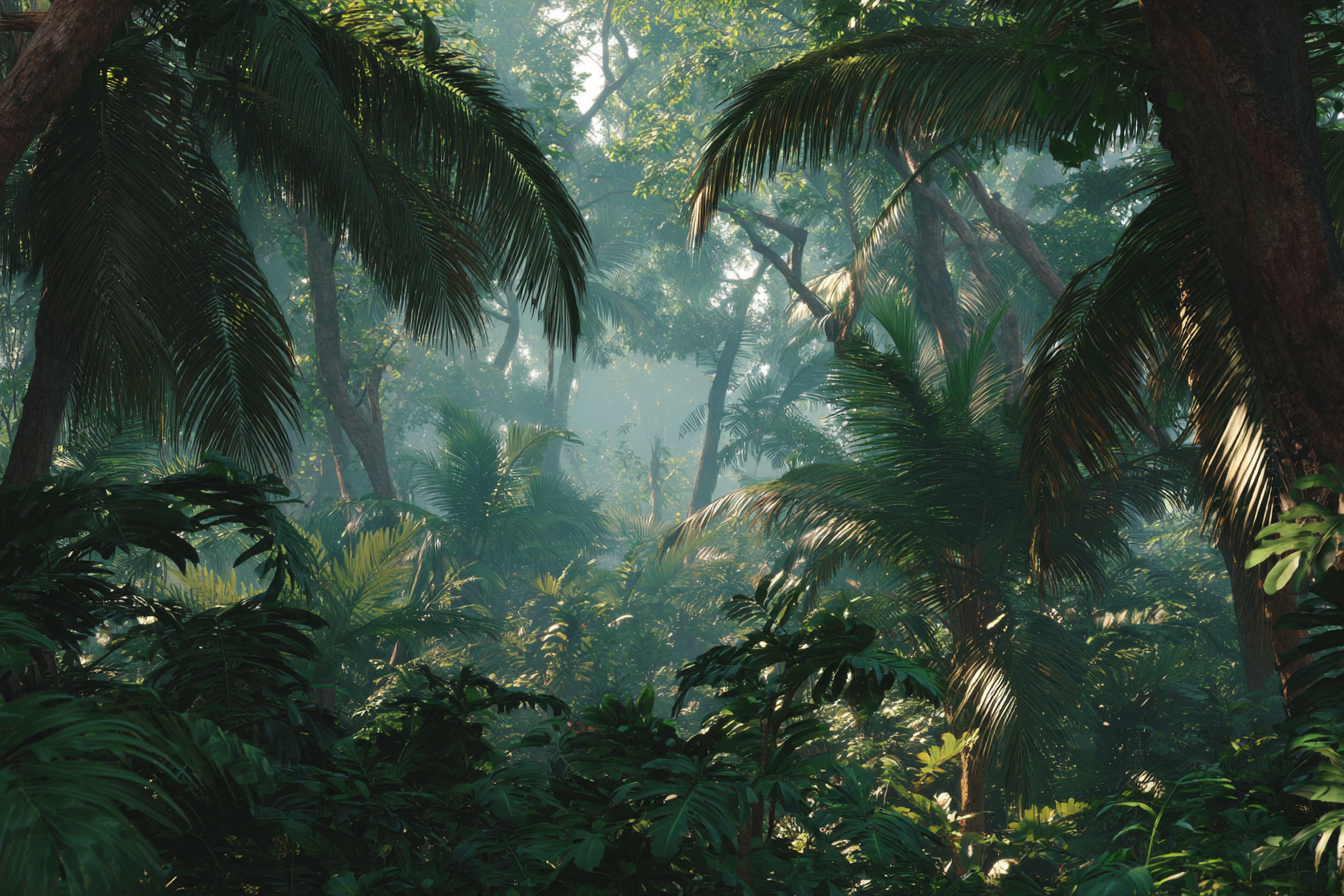 Tropen Und Dschungel Dichte Luxuriöse Tropische Jungle Mit Palmen Unter Mistigem Licht | Tropen und Dschungel | Landschaften