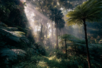 Tropen Und Dschungel Lush Forests Sonnenlicht Film Durch Den Baumkronen Mystische Atmosphäre | Tropen und Dschungel | Landschaften
