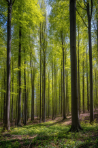Wälder Und Wiesen Lush Forest Scene Sunlight Canopy Nature Beauty | Waelder und Wiesen | Landschaften
