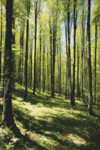 Wälder Und Wiesen Stylisierte Darstellung Des Waldes Mit Hohen Bäumen Und Sonnenschein | Waelder und Wiesen | Landschaften
