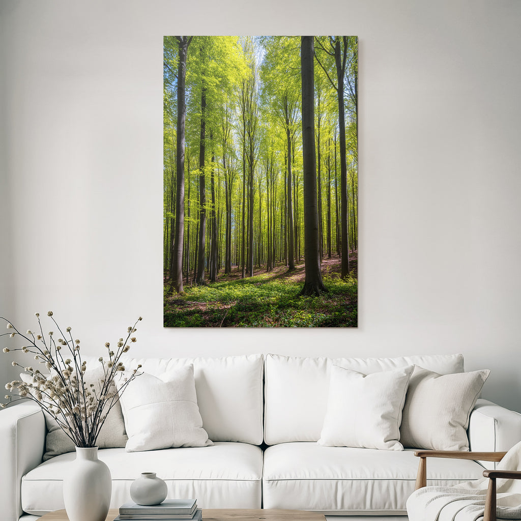 Wälder Und Wiesen Lush Forest Scene Sunlight Canopy Nature Beauty