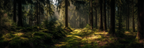 Wälder Und Wiesen Ruhiger Waldlandschaft Mit Moosigem Weg Beleuchtet Durch Sonnenlicht | Waelder und Wiesen | Landschaften