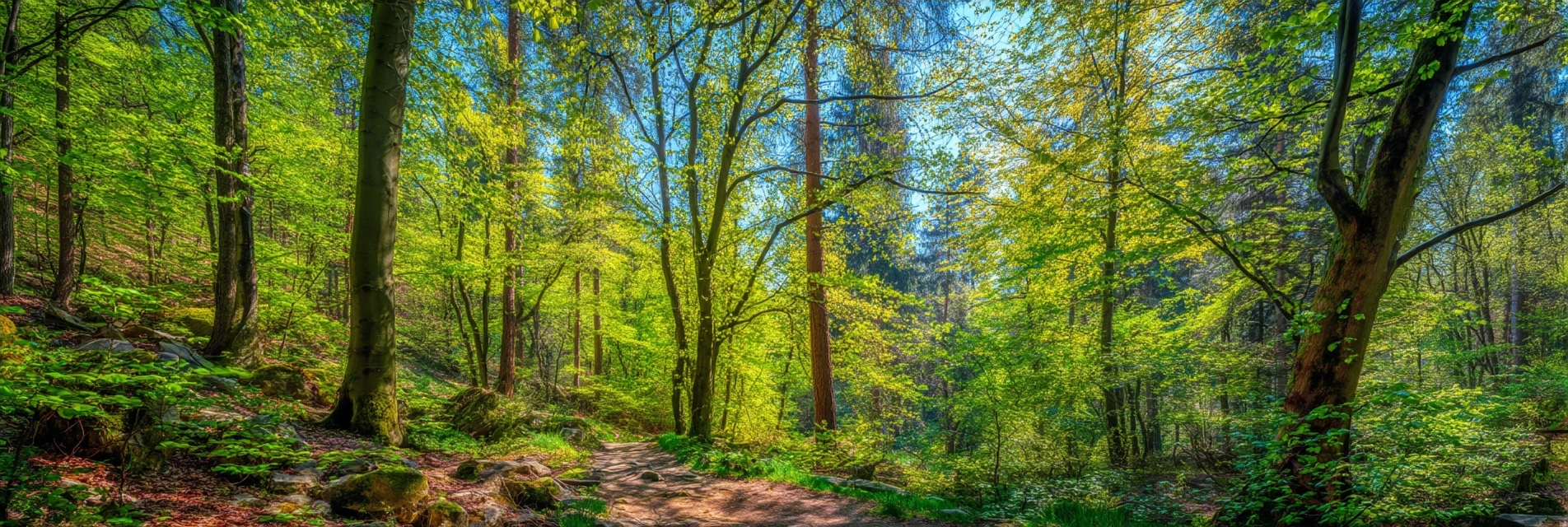 Wälder Und Wiesen Ruhiger Waldweg Mit Grünem Laub Und Sonnenlicht | Waelder und Wiesen | Landschaften