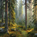 Wälder Und Wiesen Friedlicher Wald Mit Tannenbäumen Und Weichem Licht | Waelder und Wiesen | Landschaften