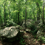 Wälder Und Wiesen Lush Grüner Wald Mit Pfad Und Felsen | Waelder und Wiesen | Landschaften
