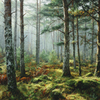 Wälder Und Wiesen Ruhiger Wald Mit Moosigem Boden Und Nebelatmosphäre | Waelder und Wiesen | Landschaften
