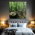 Forests and meadows Lush green forest with path and rocks