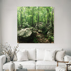 Forests and meadows Lush green forest with path and rocks