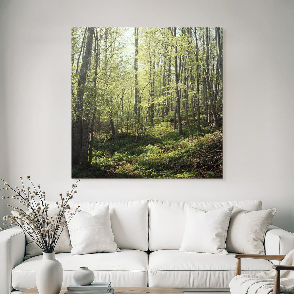 Forests and meadows Peace in the forest with sunshine and green vegetation