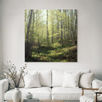 Forests and meadows Peace in the forest with sunshine and green vegetation