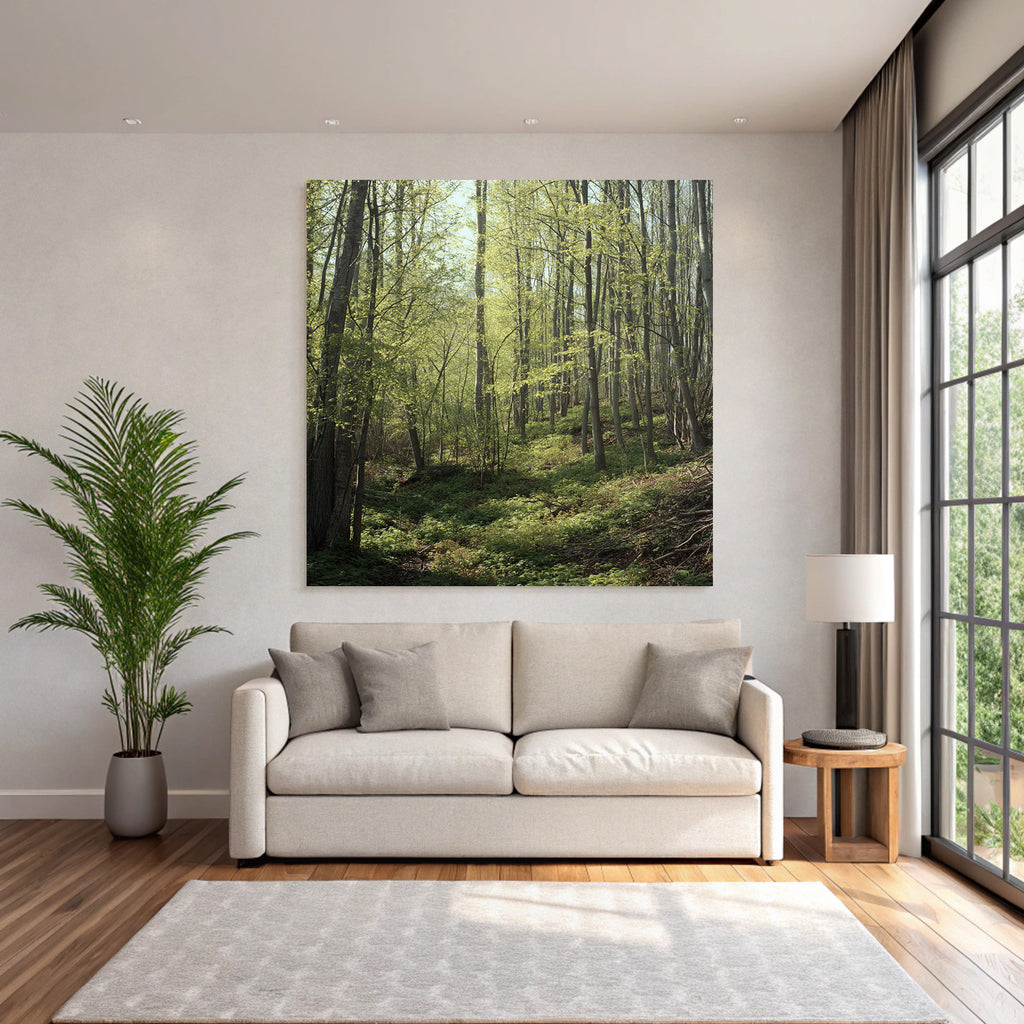 Forests and meadows Peace in the forest with sunshine and green vegetation