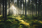 Wälder Und Wiesen Friedlicher Wald Mit Sonnenlicht Und Grünem Moos | Waelder und Wiesen | Landschaften