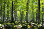 Wälder Und Wiesen Lush Forest Scene Mit Bäumen Grünery And Moos | Waelder und Wiesen | Landschaften