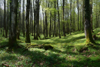 Wälder Und Wiesen Lush Forest Spring Early Summer Naturszene | Waelder und Wiesen | Landschaften