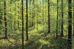 Wälder Und Wiesen Lush Waldszene Mit Bäumen Und Grünem Beläd Bei Sonnenschein | Waelder und Wiesen | Landschaften