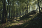 Wälder Und Wiesen Ruhiger Wald Mit Weg Und Altem Auto | Waelder und Wiesen | Landschaften