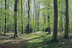 Wälder Und Wiesen Ruhiger Wald Szene Lebendige Grüne Belaubung Sonnenschein Weg Durch Den Wald | Waelder und Wiesen | Landschaften