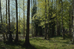 Wälder Und Wiesen Ruhiger Wald Szene Mit Grünen Bäumen Und Sonnenlicht | Waelder und Wiesen | Landschaften