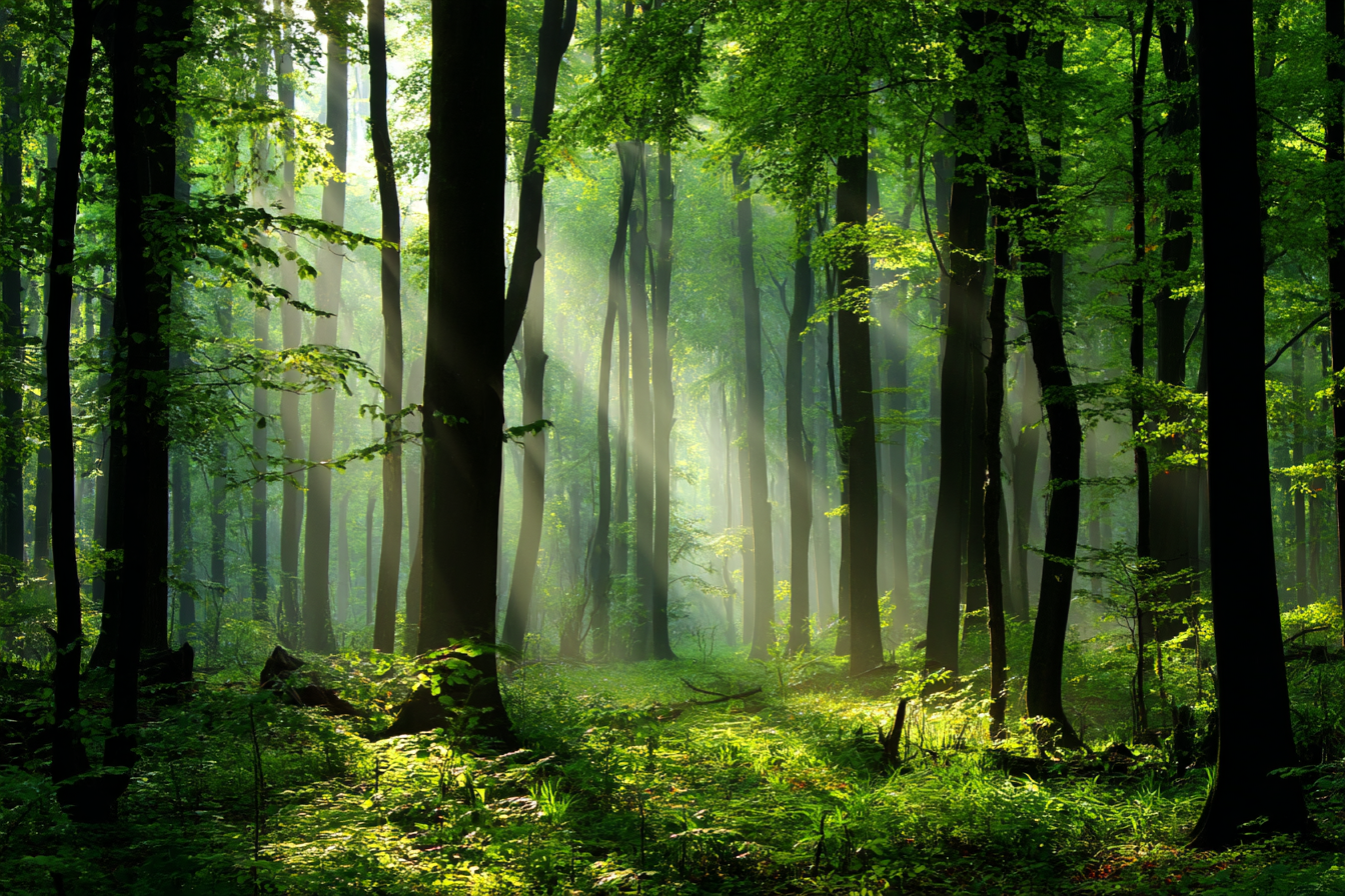 Wälder Und Wiesen Ruhiger Wald Szenen Mit Grünen Bäumen Und Sonnenschein | Waelder und Wiesen | Landschaften