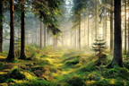Wälder Und Wiesen Ruhiger Waldlandschaft Mit Nebel Und Üppiger Vegetation | Waelder und Wiesen | Landschaften