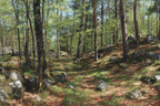 Wälder Und Wiesen Ruhiger Waldweg Mit Bäumen Und Steinernem Grund In Einer Luxuriösen Umgebung | Waelder und Wiesen | Landschaften