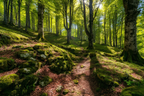 Wälder Und Wiesen Ruhiger Waldweg Mit Baumern Und Blättern | Waelder und Wiesen | Landschaften