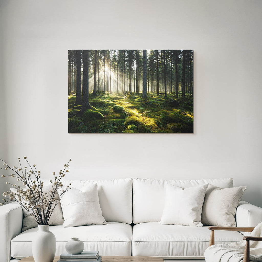 Wälder Und Wiesen Friedlicher Wald Mit Sonnenlicht Und Grünem Moos