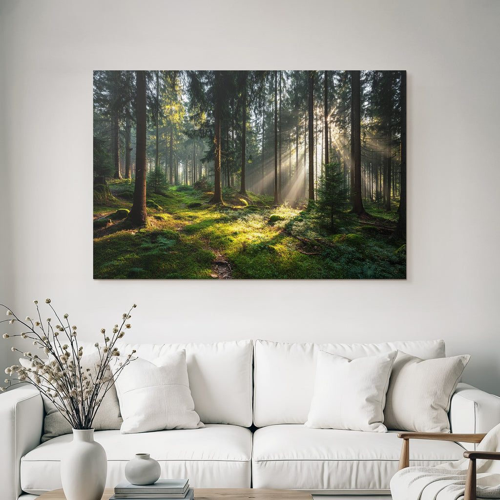 Wälder Und Wiesen Friedlicher Wald Mit Sonnenstrahlen Und Moos Bedecktem Boden