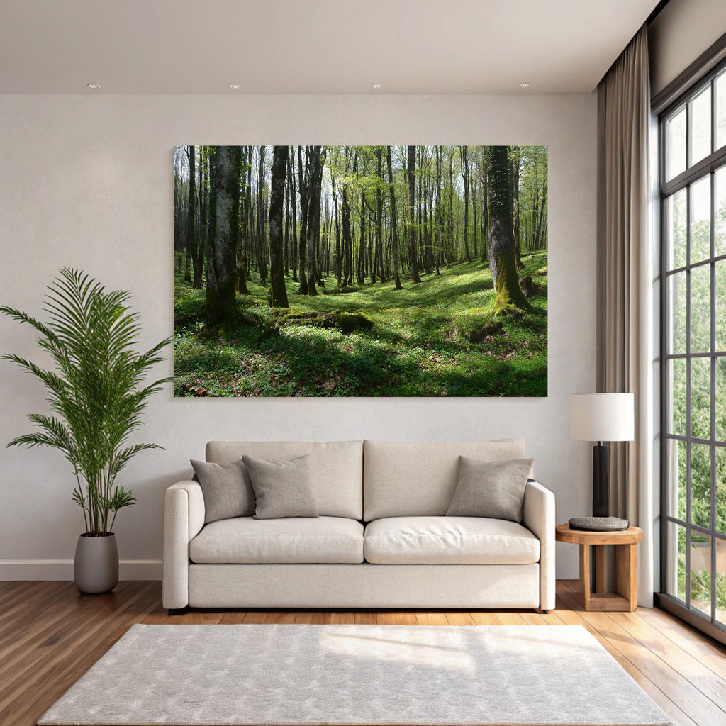Forests and Meadows Lush Forest Spring Early Summer Nature Scene