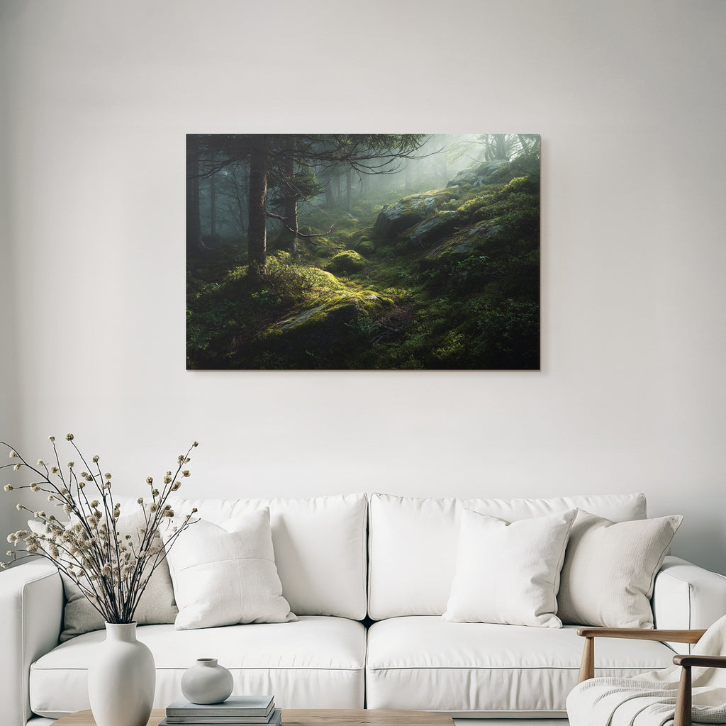 Forests and meadows Quiet forest with fog Moss-covered ground and stones