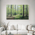 Forests and Meadows Tranquil Forest Scene Vibrant Green Foliage Sunshine Path Through the Woods