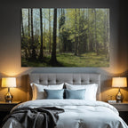 Forests and meadows. Tranquil forest scene with green trees and sunlight.