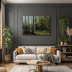 Forests and meadows. Tranquil forest scene with green trees and sunlight.
